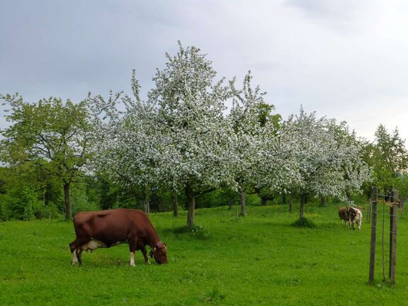 Impressionen vom Wachingerhof
