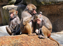 Tierpark Hellabrunn, München